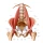 The Psoas: Muscle of The Soul