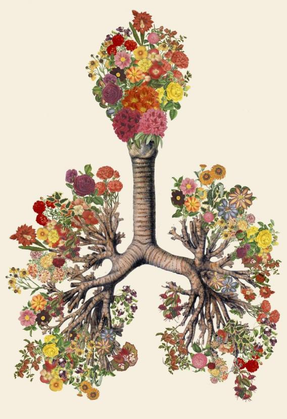 Travis Bedel, Anatomical Collage